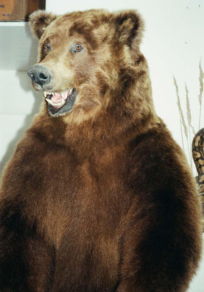 Kamschatka-Braunbär