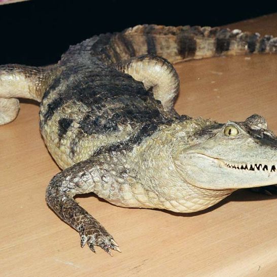 Chinaalligator