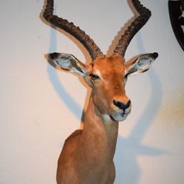 Impalaantilope