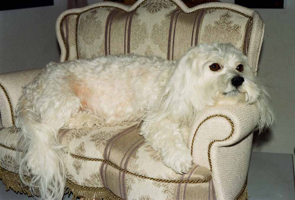 Havaneser-Malteser-Hund
